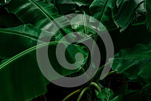 Banana green leaves on dark background. Banana leaf in tropical garden. Green leaves with beautiful pattern in tropical jungle.