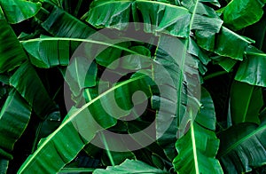 Banana green leaves texture background. Banana leaf in tropical forest. Green leaves with beautiful pattern in tropical jungle.