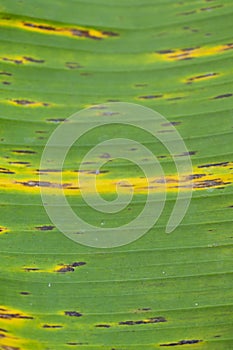 Banana green and yellow leave texture background