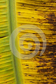 Banana green and yellow leave texture background