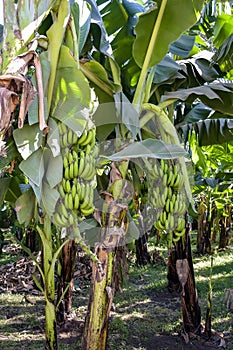 Banana grove, plantation. Banana trees with ripening bananas. Harvest coming soon. Vertical photo. Close-up.