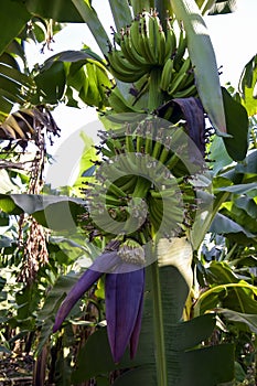 Banana grove, plantation. Banana trees with ripening bananas. Harvest coming soon. Vertical photo. Close-up.