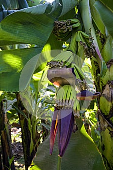 Banana grove, plantation. Banana trees with ripening bananas. Harvest coming soon. Vertical photo. Close-up.