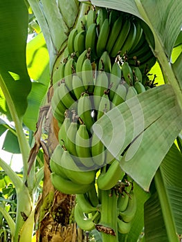 Banana grove, plantation. Banana trees with ripening bananas. Harvest coming soon. Vertical photo. Close-up.