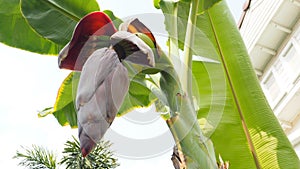 Banana has new 2 hand out put from blossom large size has copy s photo