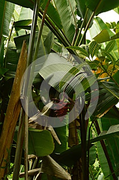 Banana In The Hawaian Jungle. photo