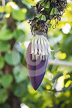 Banana heads of banana trees in orchards