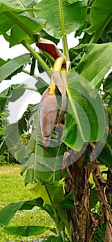 Banana heart is a fruit that can also be used to make vegetables