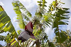 Banana heart on fruit tree