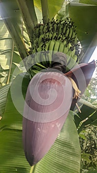 Banana heart in wologai tradisional village Ende