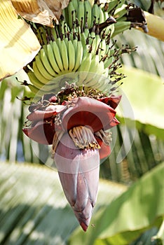 Banana inflorescence photo