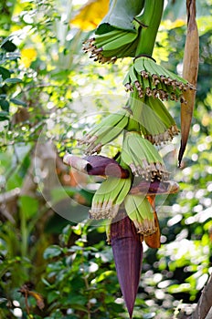 Banana inflorescence photo