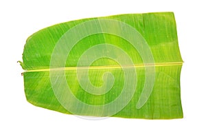 Banana leaf photo