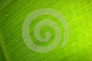 Banana leaf