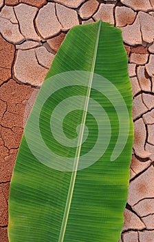 Banana leaf