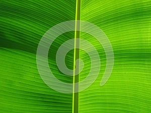 Banana Leaf