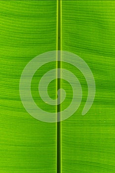 Banana leaf