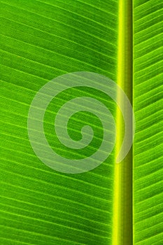 Banana leaf