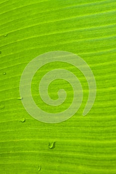 Banana leaf