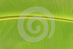 This is a banana leaf.