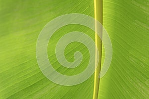 This is a banana leaf.