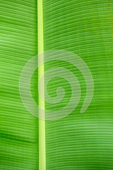 Banana leaf