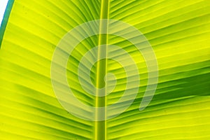 Banana leaf