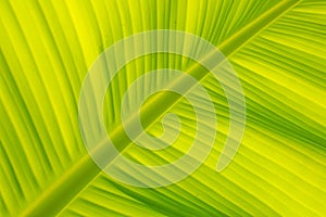 Banana leaf