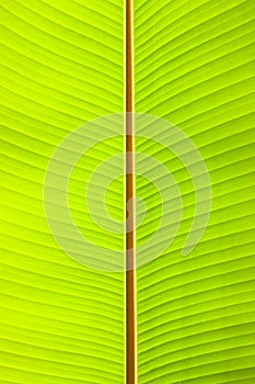 Banana leaf