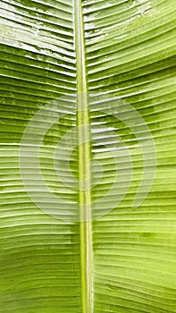 Banana leaf