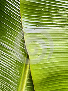 Banana leaf