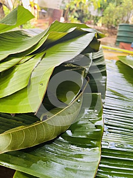 Banana leaf