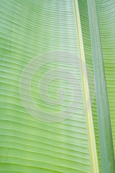 Banana leaf