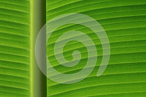 Banana leaf