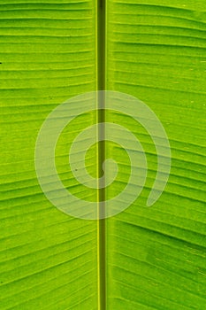 Banana leaf