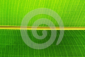 Banana Leaf