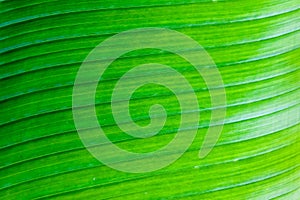 Banana leaf