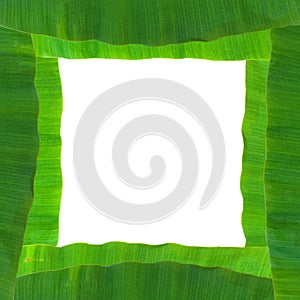 Banana leaf