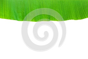 Banana leaf