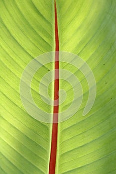 Banana leaf