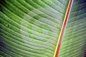 Banana leaf