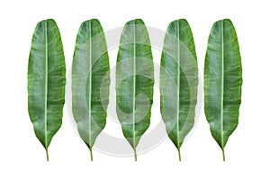 Banana leaf.