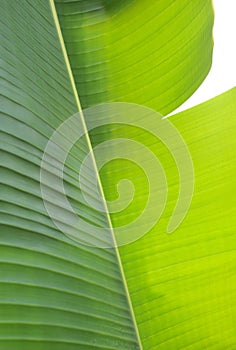 Banana leaf