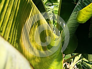 Banana leaf