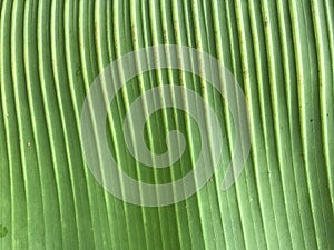 Banana leaf