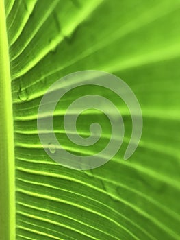 Banana Leaf