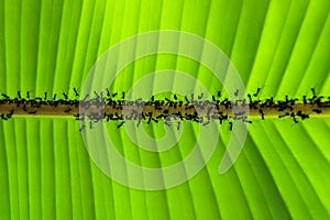 Banana leaf and Ant