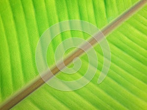 Banana leaf background