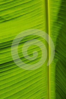 Banana leaf background