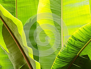 Banana leaf background against backlight